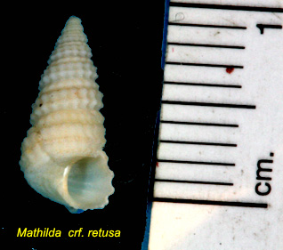 Mathildidae